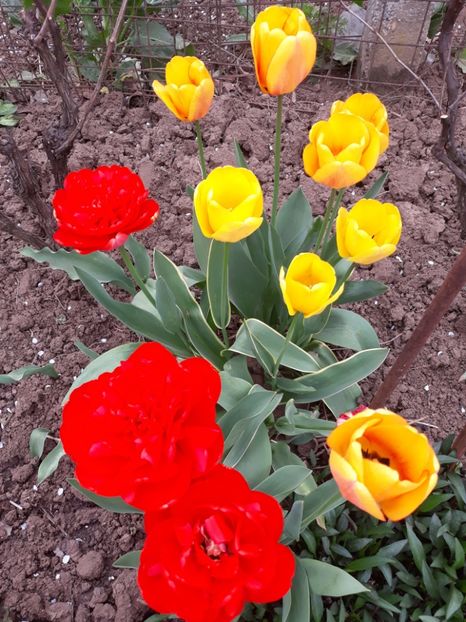  - Flori de grădină-2020