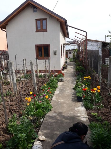  - Flori de grădină-2020