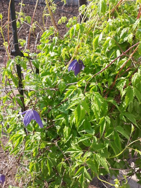  - Flori de grădină-2020