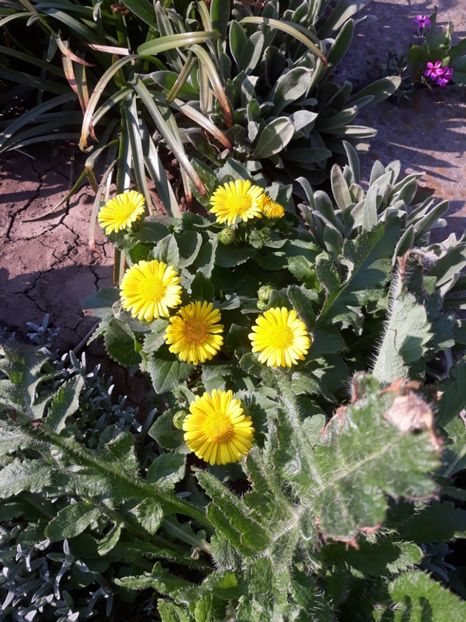  - Flori de grădină-2020