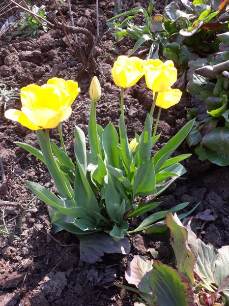  - Flori de grădină-2020