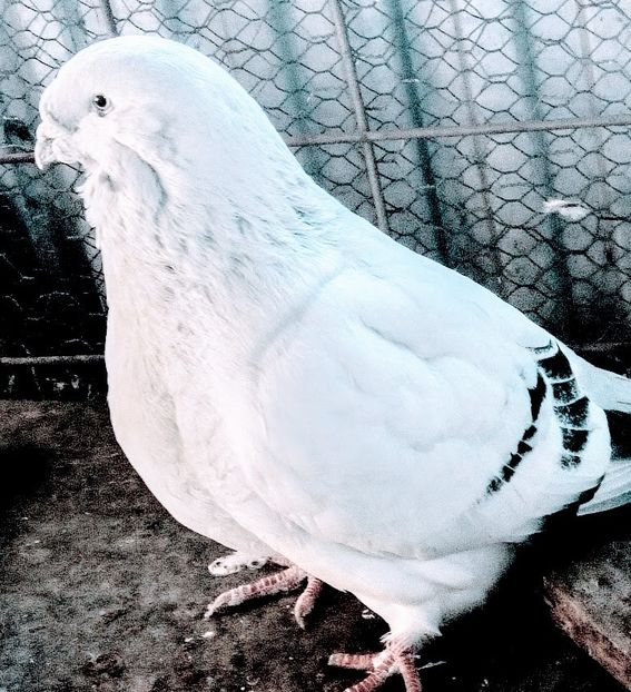  - - A - A - A - A- W A R N I N G !