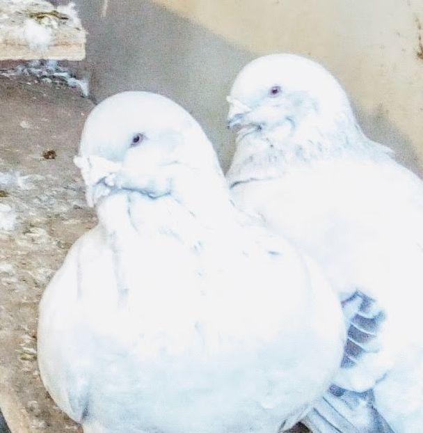  - - A - A - A - PROIECT INCHEIAT