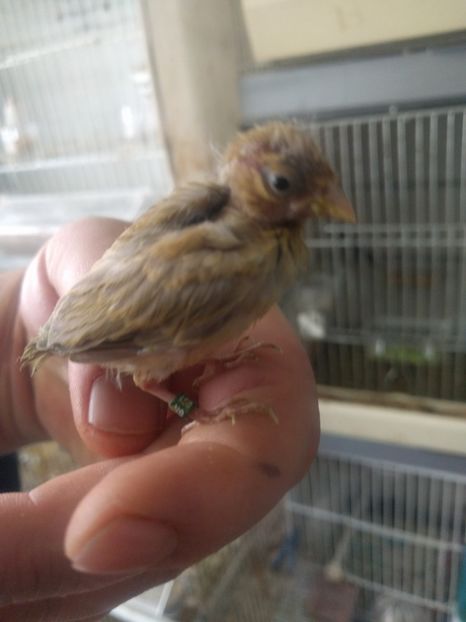  - 00 Canari rasa espaniolitos 2020