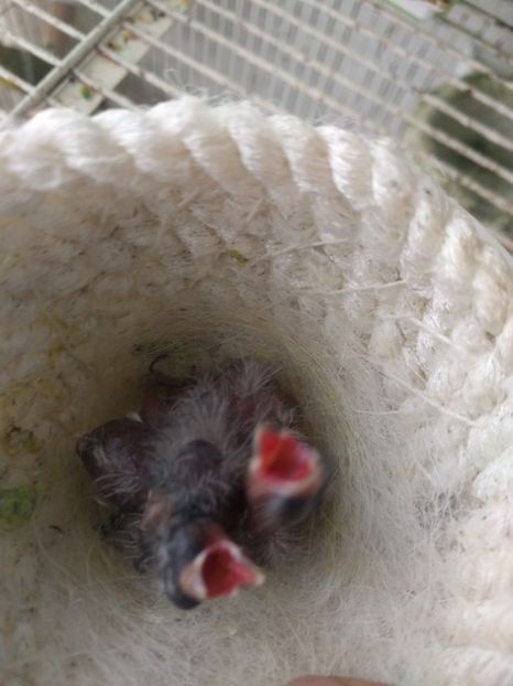  - 00 Canari rasa espaniolitos 2020