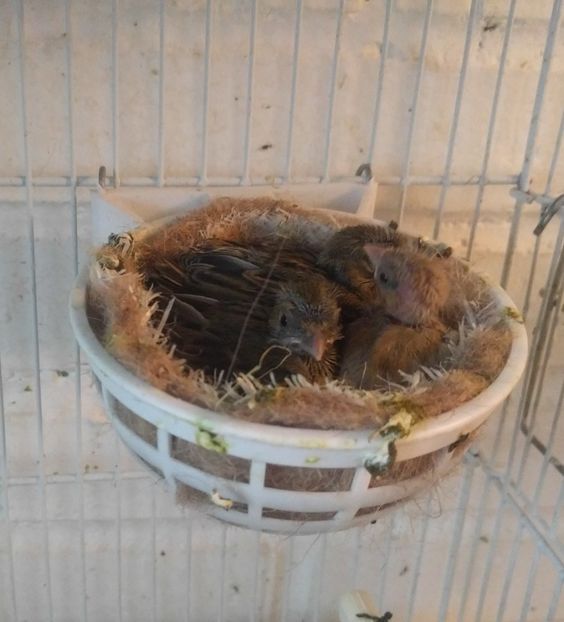  - 00 Canari rasa espaniolitos 2020