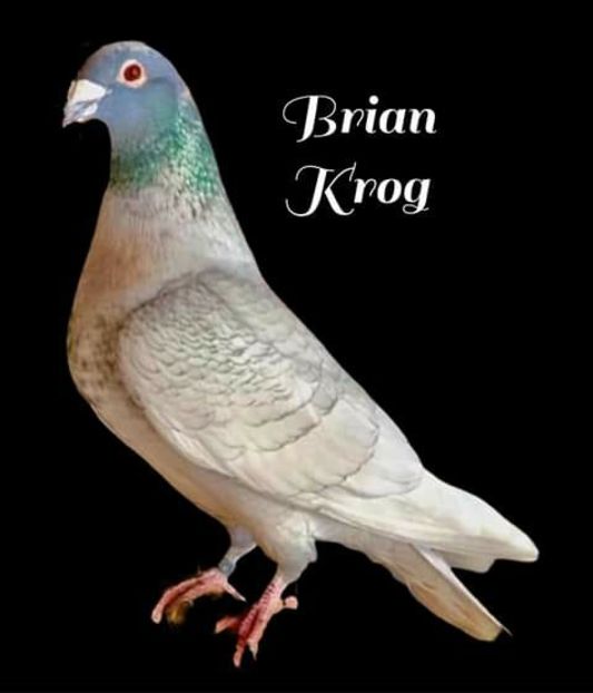  - NU AMI APARTIN 2020