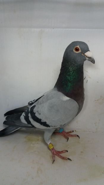 M 2019 vandut - De! voiajori vanduti