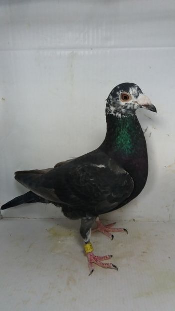 F 2019 - Matca voiajori 2022