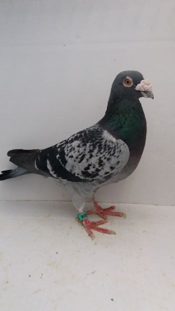 M 2010 achizitie - Por v amintiri