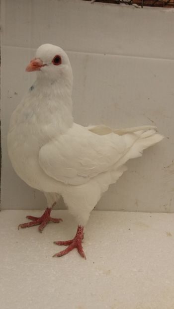 M 2019 vandut - De vanzare kingi