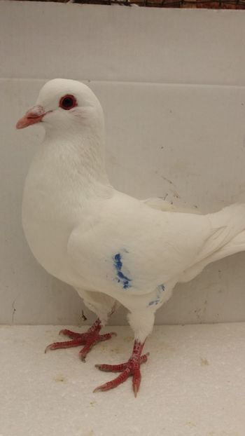 F 2019 vanduta - De vanzare kingi