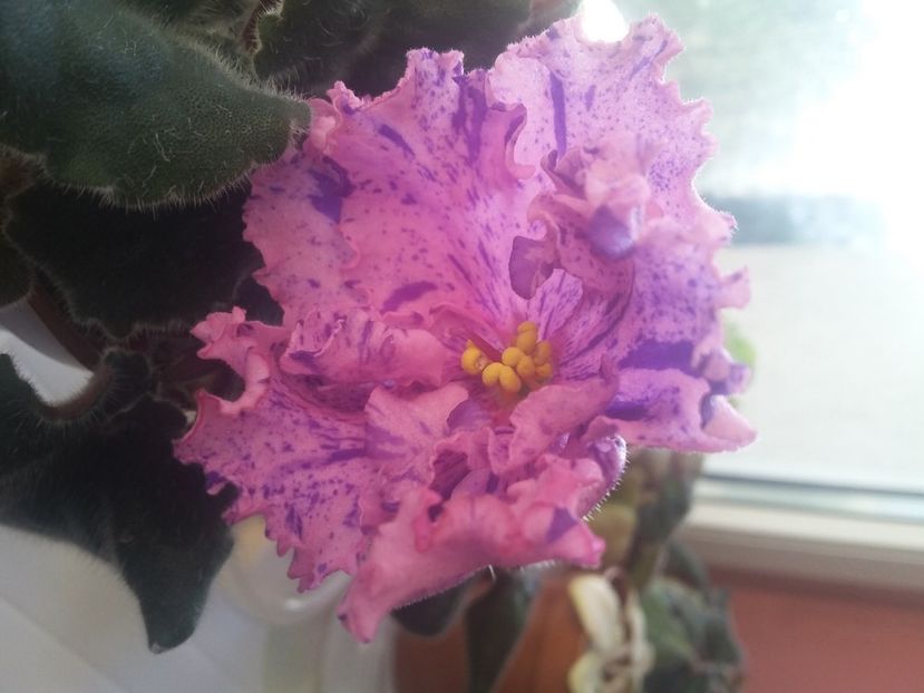 RS-Zabijaka(26-04-2020) - Violete 2020