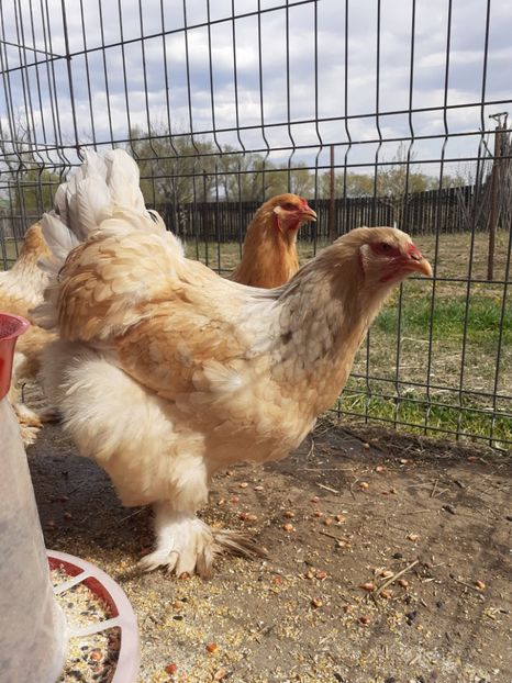  - Brahma Leomon 09-2019