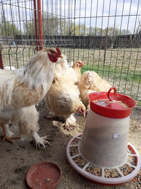  - Brahma Leomon 09-2019