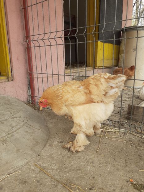  - Brahma Leomon 09-2019