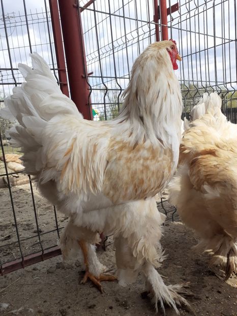 20200424_154313(0) - Brahma Leomon 09-2019