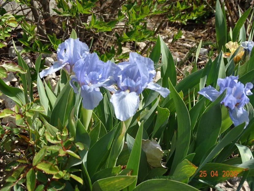 Azurea - Irisi si bujori 2020