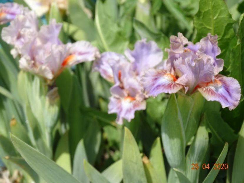 Jolie Mome - Irisi si bujori 2020