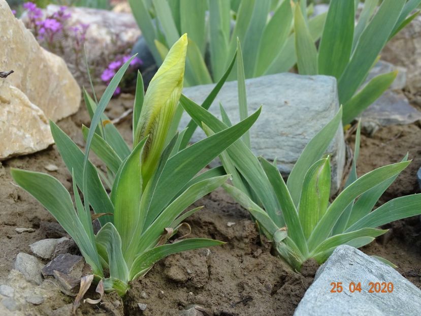 iris pumila - Irisi si bujori 2020