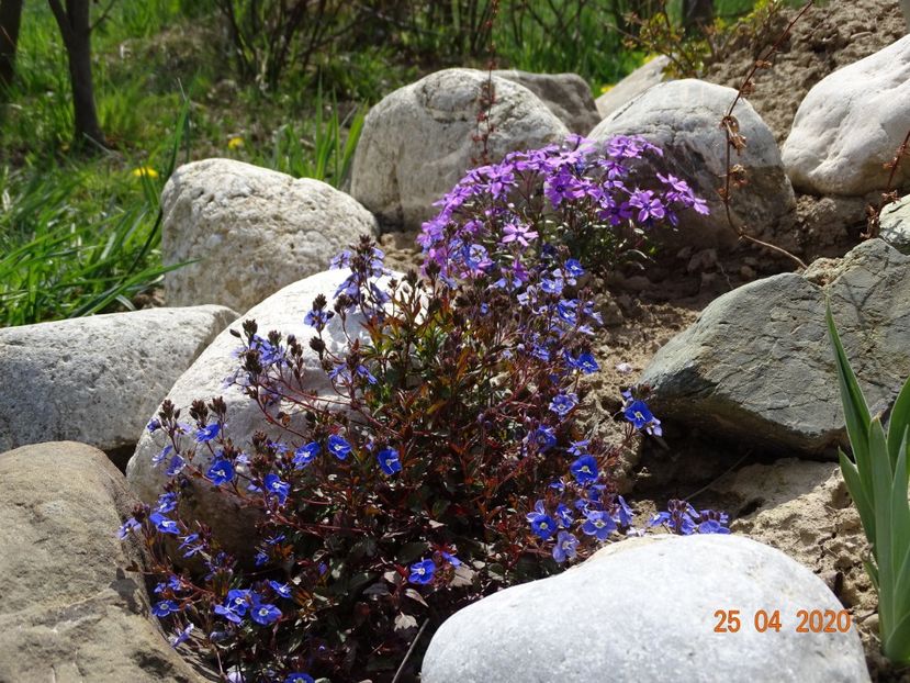veronica Georgia Blue si phlox sub Purple Beauty - Stancarie 2020 - inceputuri