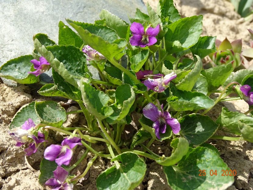 viola sororia Rubra - Stancarie 2020 - inceputuri
