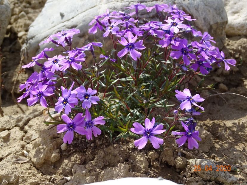 phlox subulata Purple Beauty - Stancarie 2020 - inceputuri