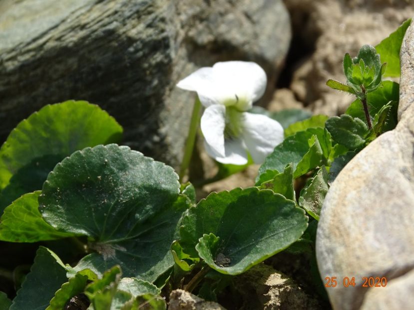 viola sororia Alba - Stancarie 2020 - inceputuri