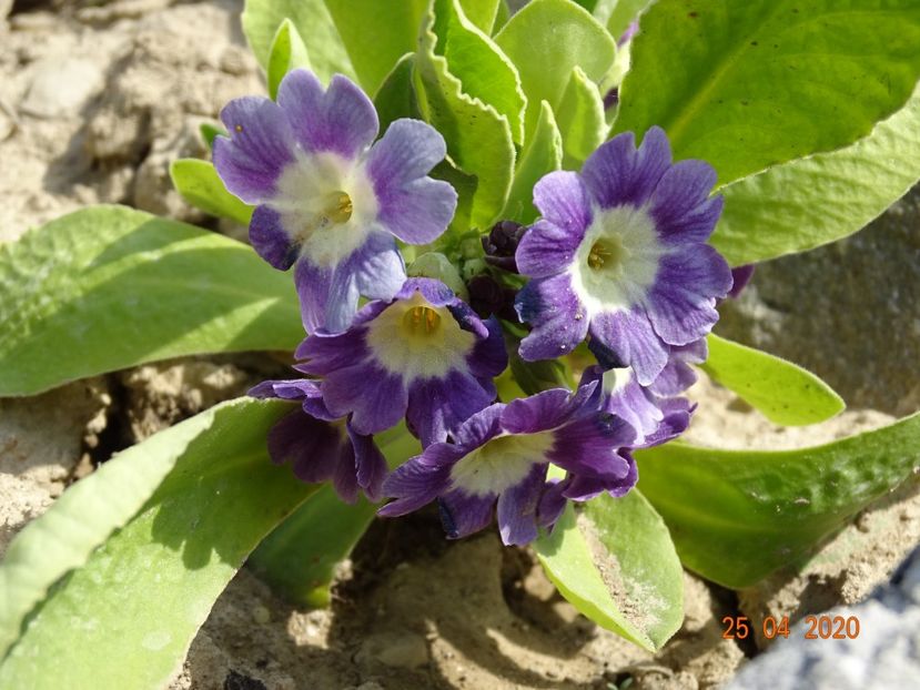 primula pubescens - Stancarie 2020 - inceputuri