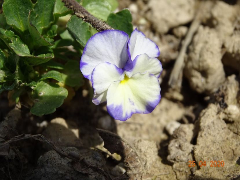 viola Rebecca - Stancarie 2020 - inceputuri