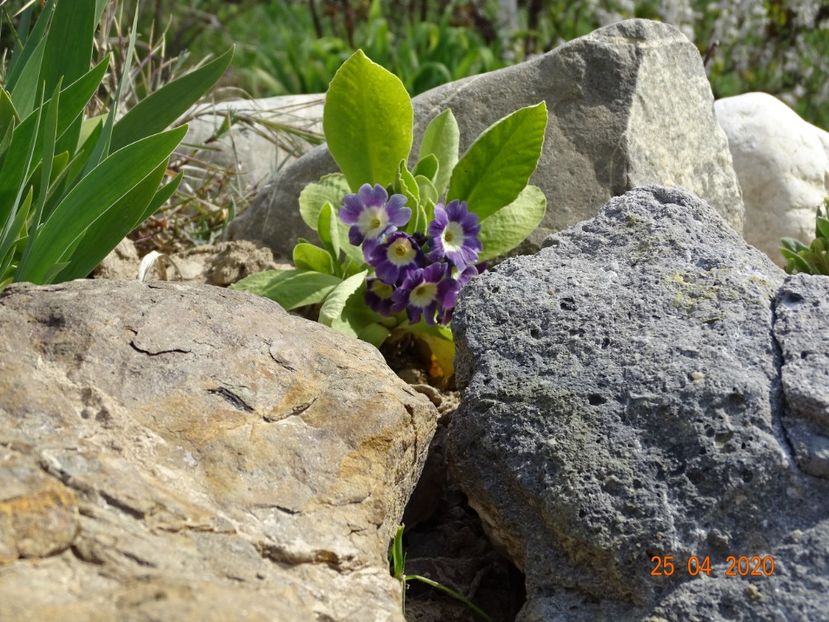 primula pubescens - Stancarie 2020 - inceputuri