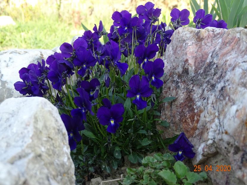 viola calcarata - Stancarie 2020 - inceputuri