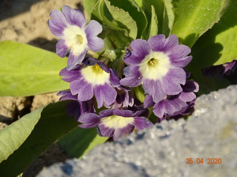 primula pubescens - Stancarie 2020 - inceputuri