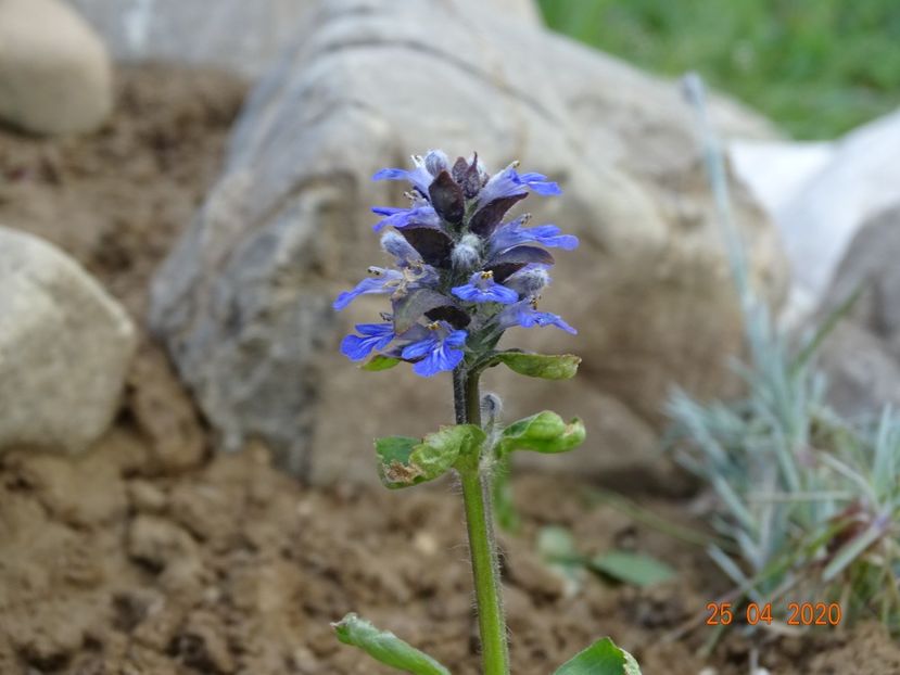 ajuga reptans - Stancarie 2020 - inceputuri