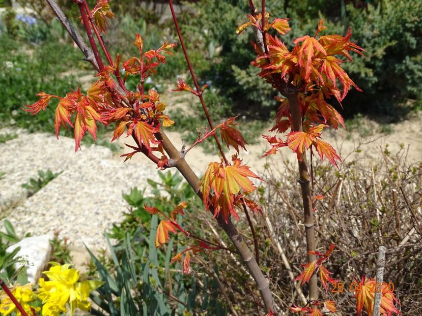 acer palmatum Sango-kaku - z-Dobarland 2020