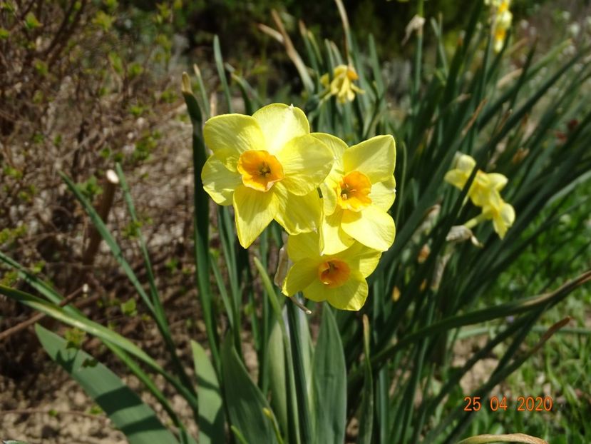 narcise Suzy - z-Dobarland 2020