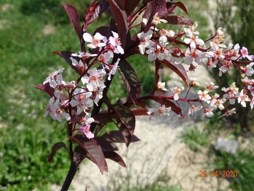 prunus padus Colorata - z-Dobarland 2020