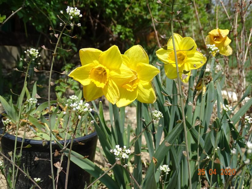 narcise Delibes - z-Dobarland 2020