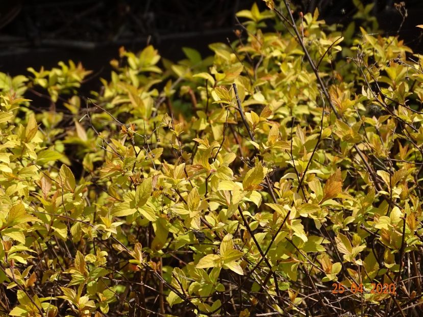 spiraea Gold mound - z-Dobarland 2020
