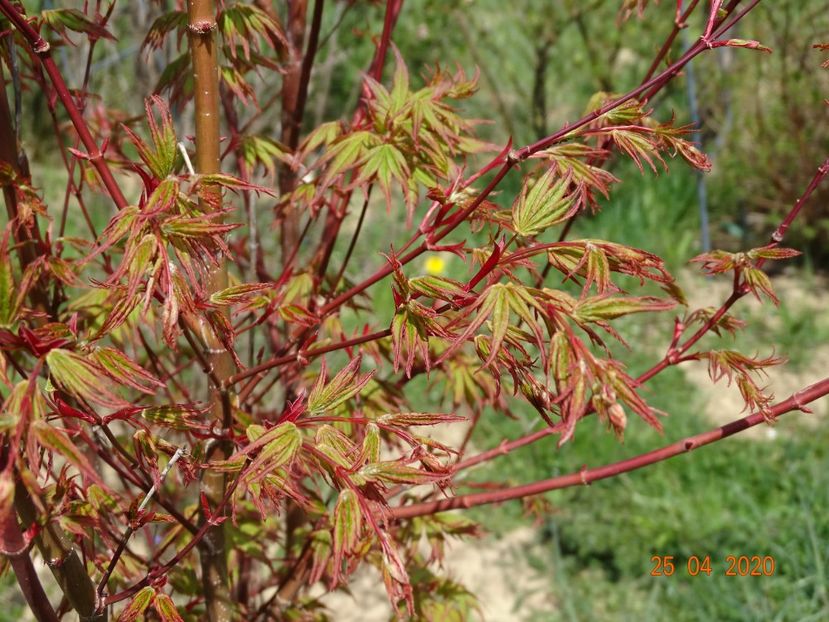 acer palmatum - z-Dobarland 2020