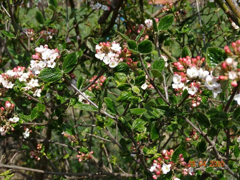 viburnum burkwoodii Anne Russell - z-Dobarland 2020