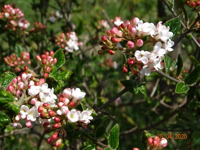 viburnum burkwoodii Anne Russell - z-Dobarland 2020