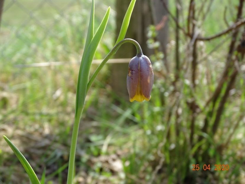 fritillaria Uva Vulpis - z-Dobarland 2020