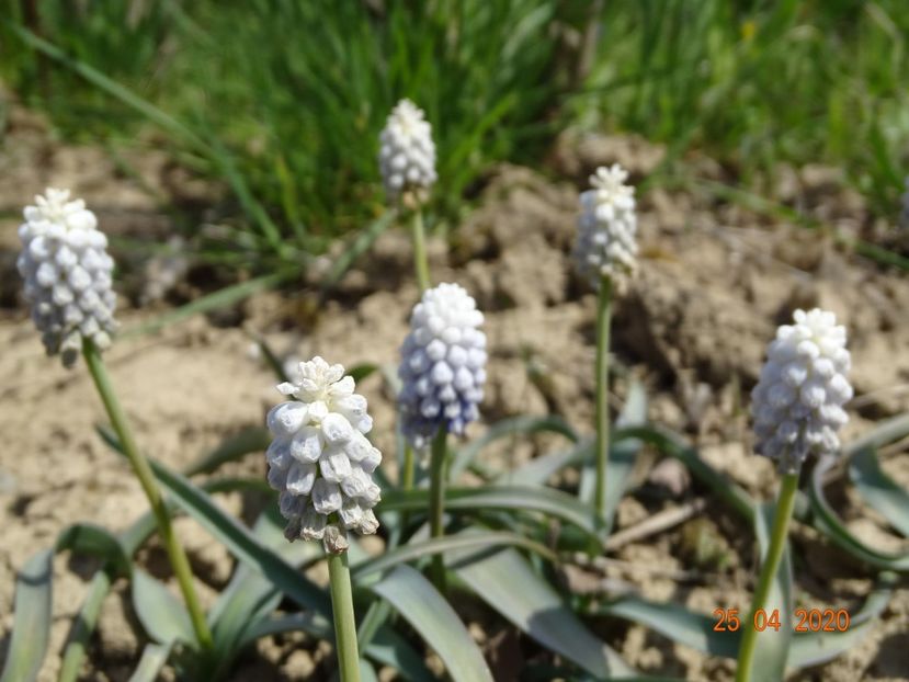 muscari botryoides Album - z-Dobarland 2020