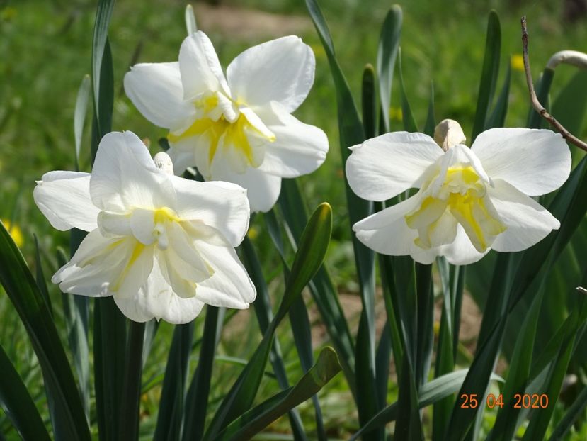 narcise Lemon Beauty - z-Dobarland 2020