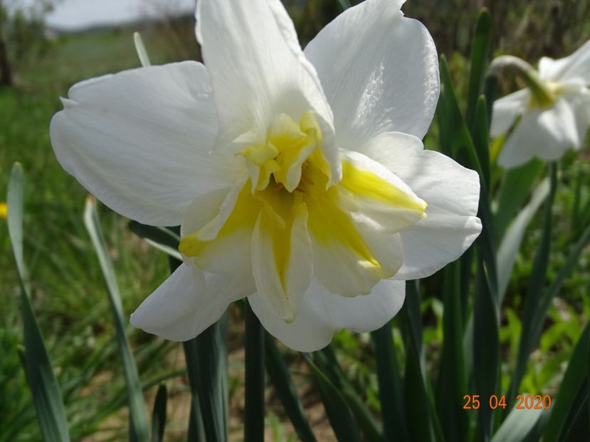 narcise Lemon Beauty - z-Dobarland 2020