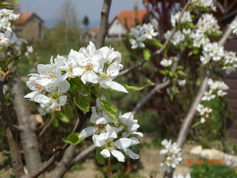 par Untoasa Bosc - z-Dobarland 2020