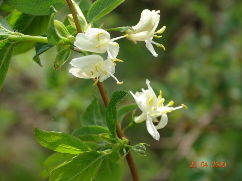 lonicera fragrantissima - z-Dobarland 2020