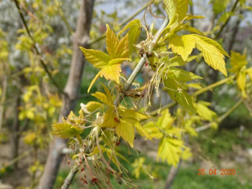 acer negundo Kelly's Gold - z-Dobarland 2020