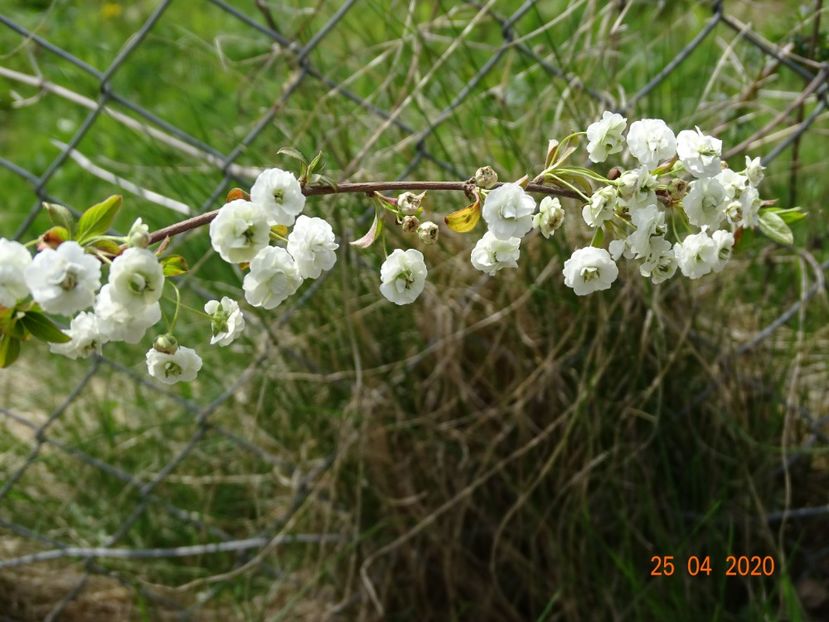 spiraea prunifolia Plena - z-Dobarland 2020